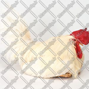 دانلود تصویر با کیفیت حیوانات